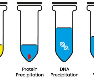 Kit de Purificación de ADN en Sangre