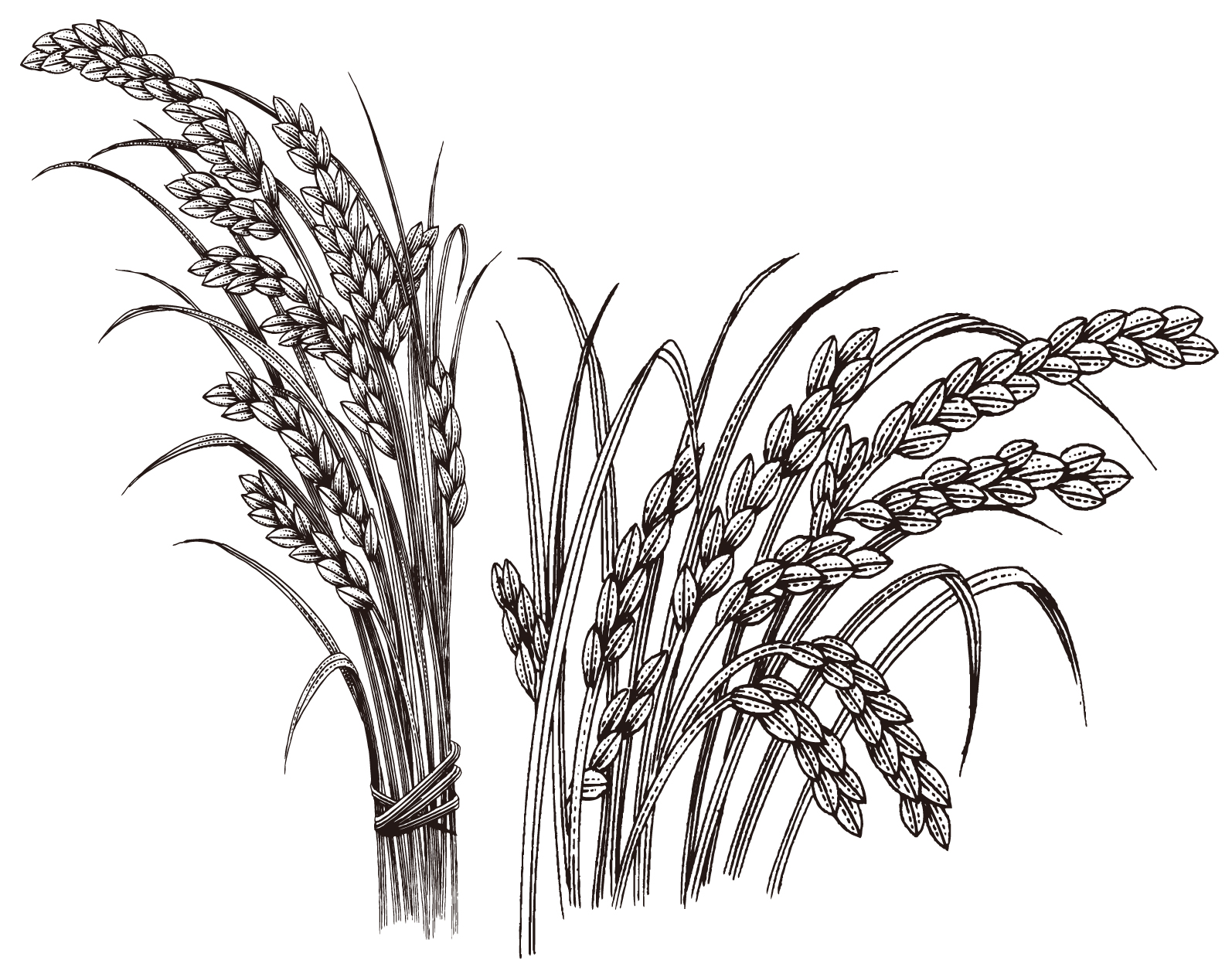 aflatoxina B1